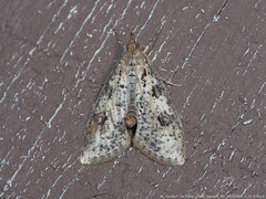 Palpita aenescentalis