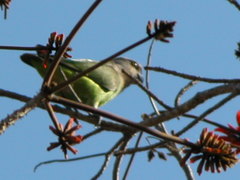 Poicephalus cryptoxanthus