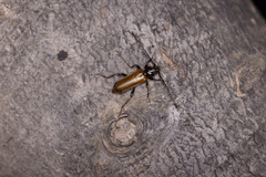 Phymatodes testaceus