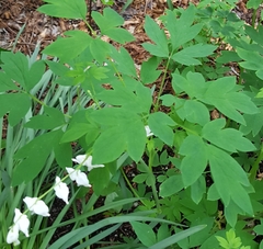 Lamprocapnos spectabilis