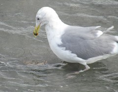 Larus