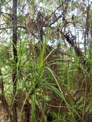 Dracophyllum sinclairii