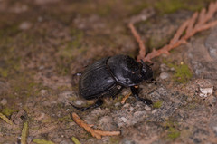 Copris hispanus
