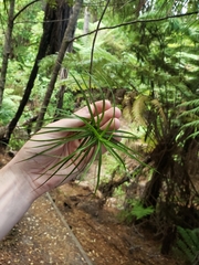 Dracophyllum sinclairii