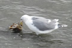 Larus