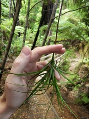 Dracophyllum sinclairii
