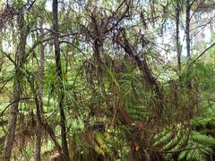Dracophyllum sinclairii
