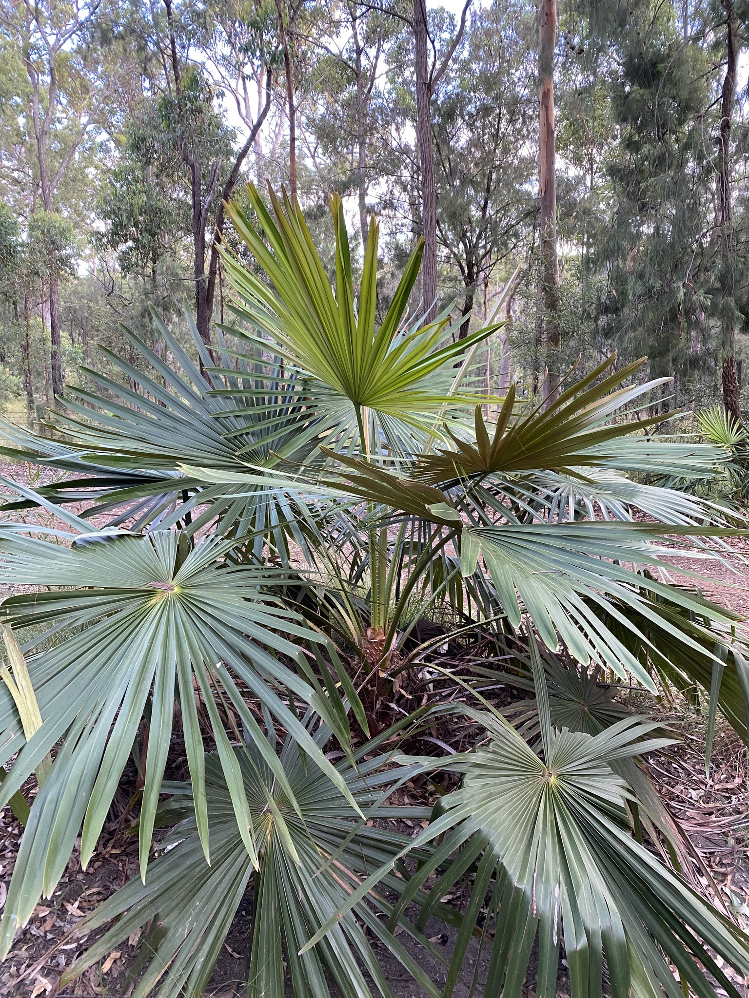 Blackdown Fan Palm (Livistona fulva)