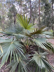 Livistona fulva
