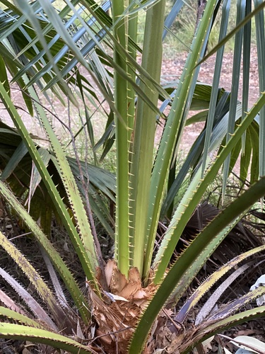 Image of Blackdown Fan Palm (Livistona fulva) by (c) Martin Hannan-Jones, some rights reserved (CC BY)
