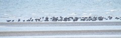 Branta bernicla
