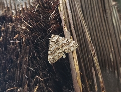 Pseudocoremia monacha