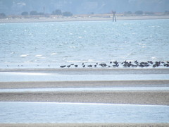 Branta bernicla
