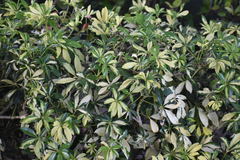 Heptapleurum arboricola