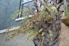 Nephrolepis exaltata