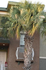 Sabal palmetto