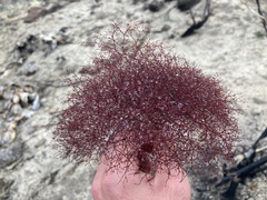 Eriogonum parishii