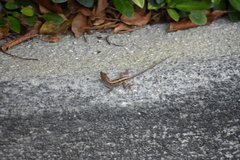 Anolis sagrei