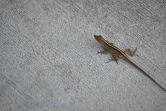 Anolis sagrei