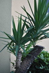 Agave sisalana