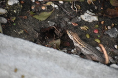 Leiocephalus carinatus