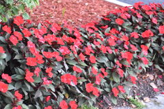 Impatiens