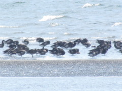 Branta bernicla