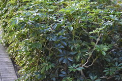 Heptapleurum arboricola