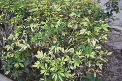 Heptapleurum arboricola