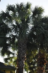 Sabal palmetto