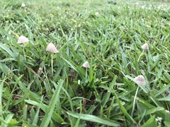 Conocybe apala albipes