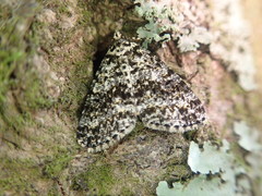 Pseudocoremia monacha