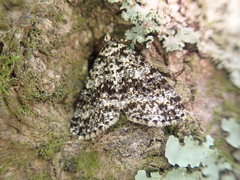 Pseudocoremia monacha