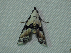 Nigetia formosalis