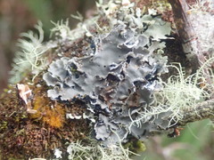 Leioderma pycnophorum