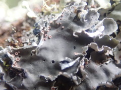 Leioderma pycnophorum