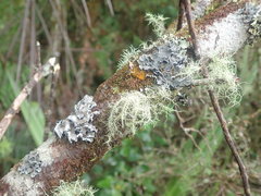 Leioderma pycnophorum