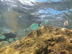Diplodus holbrookii