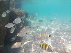 Diplodus holbrookii