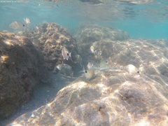 Diplodus holbrookii