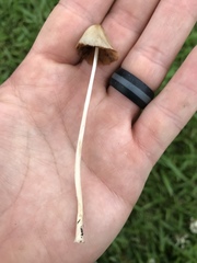 Conocybe apala albipes