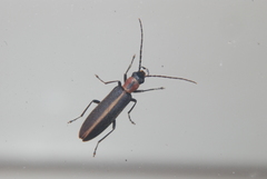 Oxycopis mimetica