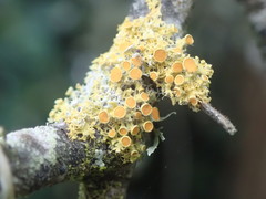 Teloschistes sieberianus