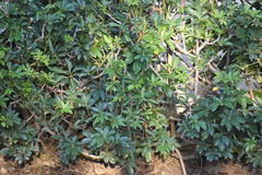 Heptapleurum arboricola