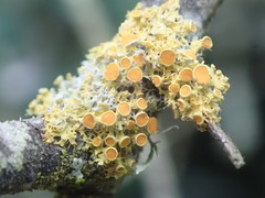 Teloschistes sieberianus
