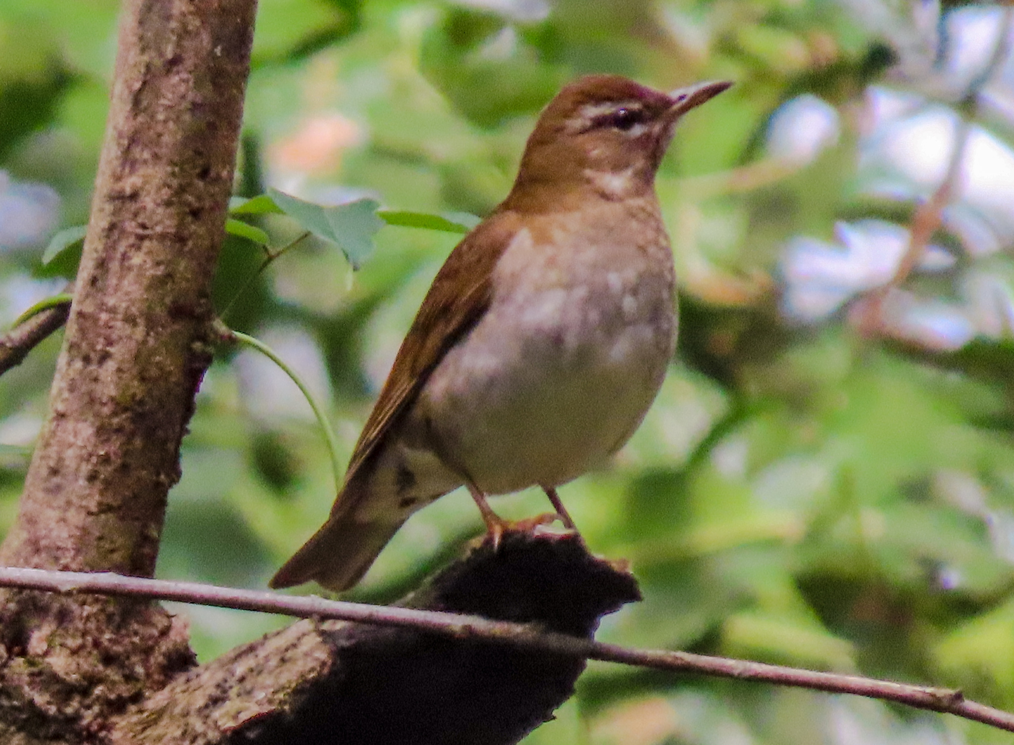 Grey-sided Thrush