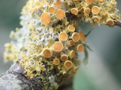 Teloschistes sieberianus