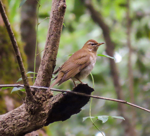 Grey-sided Thrush (Turdus feae), photo 7