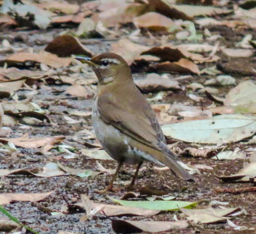 Grey-sided Thrush (Turdus feae), photo 8