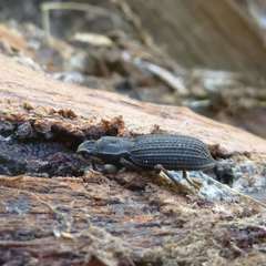Nyctoporis cristata